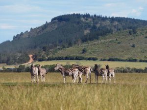 Safari Garden Route Zuid-Afrika
